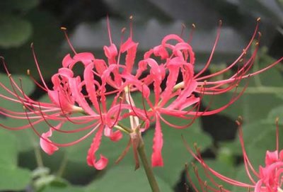 ​十大不吉利花，容易带来霉运的10种花