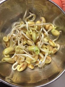​黄豆芽的生长过程记录，介绍黄豆芽的生长过程