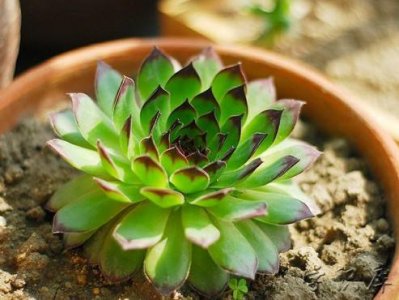 ​观音莲开花预示什么