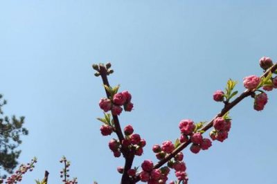 ​花未全开月未圆整首诗的含义