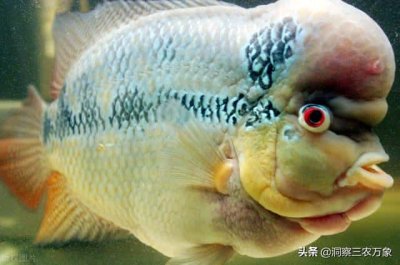 ​罗汉鱼的饲养技术技巧（罗汉鱼的养殖方法和注意事项）
