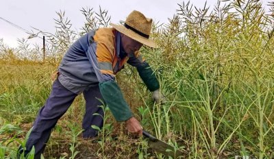 ​油菜啥时收割（油菜成熟到什么程度可以收割）