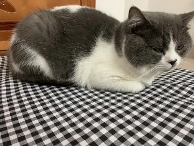 ​猫咪母鸡蹲是不舒服吗(猫咪母鸡蹲是怎么回事)