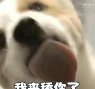 ​狗一直舔身上是为什么(狗狗有安全感的表现)