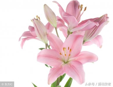​百合和百合花有关系吗(吃的百合就是百合花的根部吗)