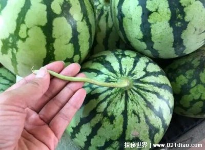 ​西瓜怎么挑？ 吃西瓜会胖吗