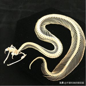 ​加蓬咝蝰有没有天敌？成年的它可能真的没有天敌的存在，除了人类