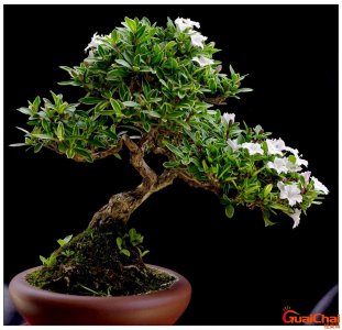 ​六月雪盆景怎么养护 六月雪盆景怎么养比较好