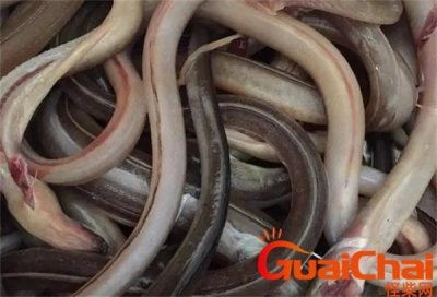 ​土龙是啥 土龙的营养价值及功效