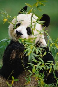 ​中国十大国宝级动物