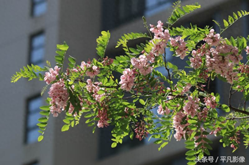 红色、粉色、白色，三种槐花你最喜欢哪一种？