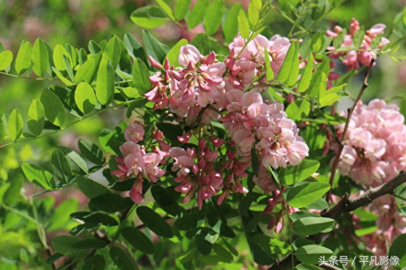 红色、粉色、白色，三种槐花你最喜欢哪一种？