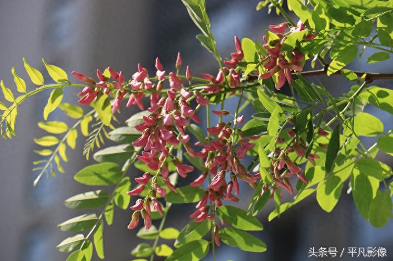 红色、粉色、白色，三种槐花你最喜欢哪一种？