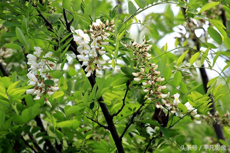 红色、粉色、白色，三种槐花你最喜欢哪一种？