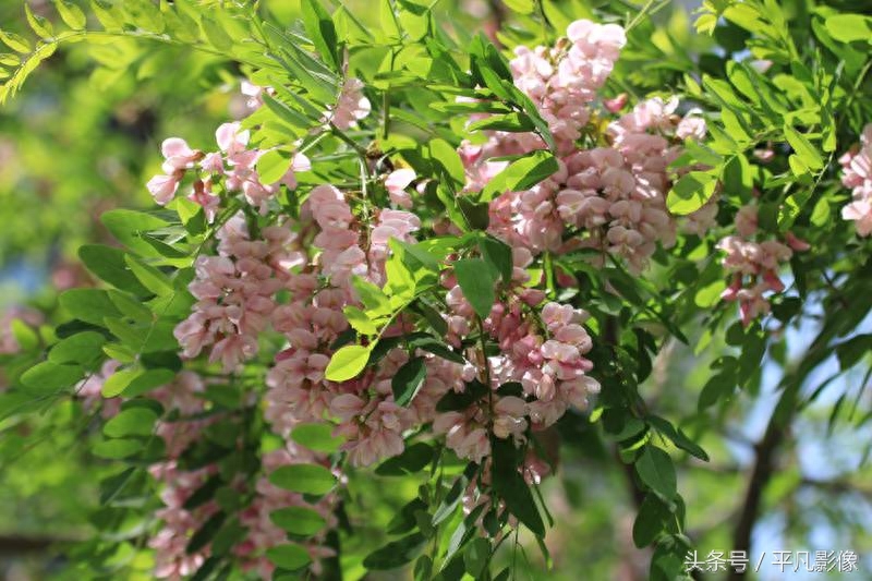 红色、粉色、白色，三种槐花你最喜欢哪一种？