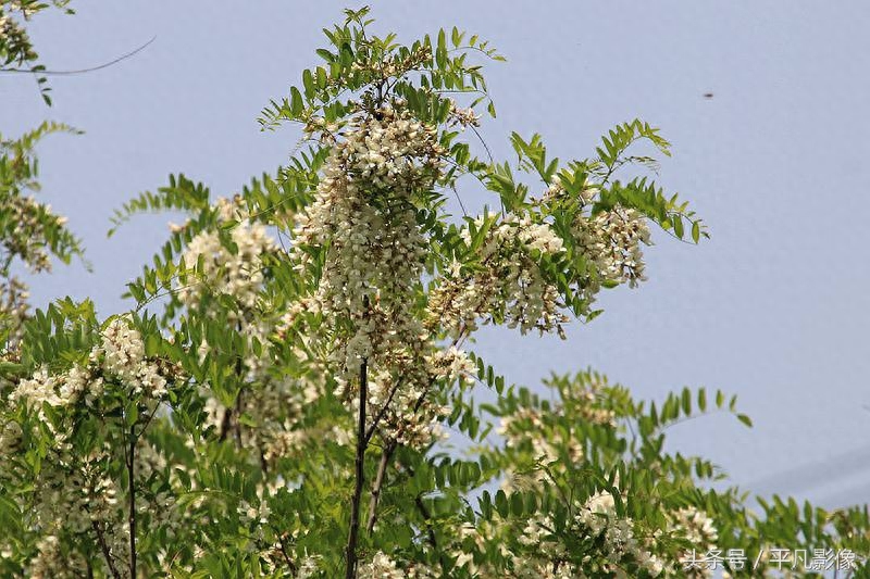 红色、粉色、白色，三种槐花你最喜欢哪一种？