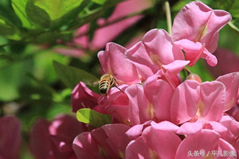 红色、粉色、白色，三种槐花你最喜欢哪一种？