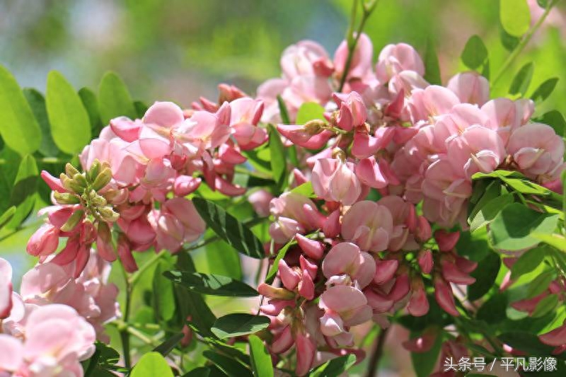 红色、粉色、白色，三种槐花你最喜欢哪一种？