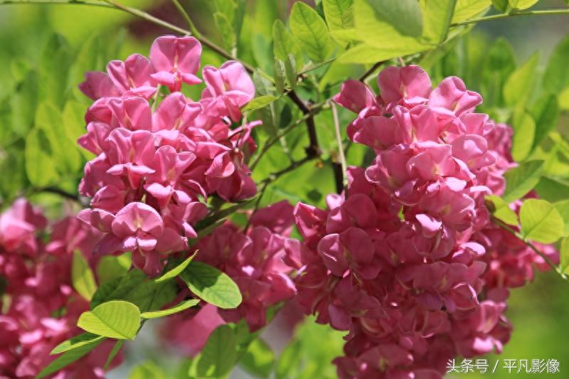 红色、粉色、白色，三种槐花你最喜欢哪一种？