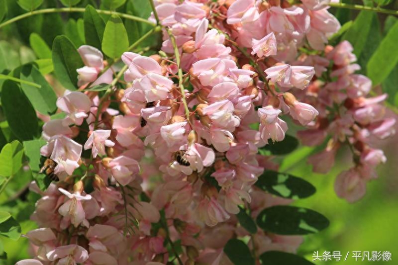 红色、粉色、白色，三种槐花你最喜欢哪一种？