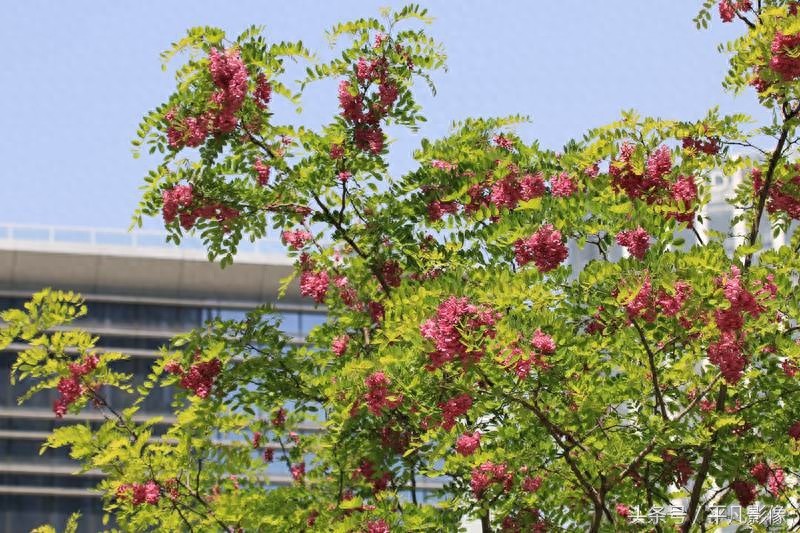 红色、粉色、白色，三种槐花你最喜欢哪一种？