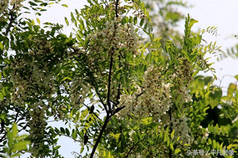 红色、粉色、白色，三种槐花你最喜欢哪一种？