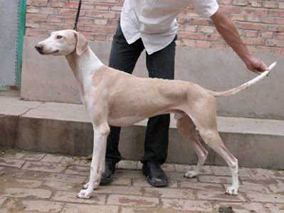 ​山东细犬，为什么鲜少人养？你认识这只中华田园犬吗？