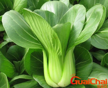 ​青菜都有什么品种？青菜有哪些名称？