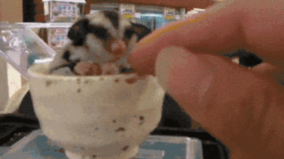 ​如何制止蜜袋鼯自残自杀的行为