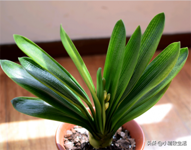 ​君子兰叶子出现黄斑点是何原因，这种情况不能忽视