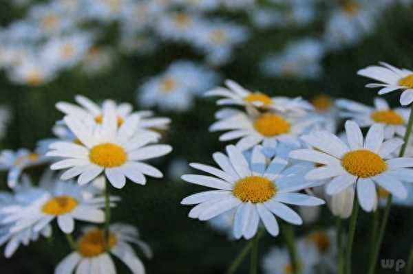 爱情句子(20条和爱情有关的语录)