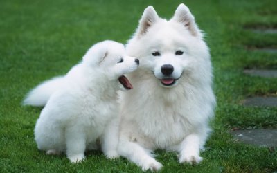 ​狗吃什么好 别光给狗吃狗粮了，这5种食物也可以喂，营养高且便宜