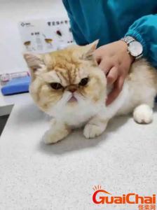 ​什么是绝育