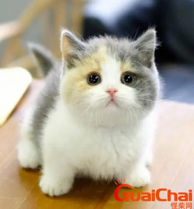 ​为什么不能买矮脚猫