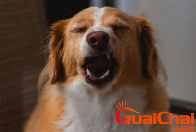 ​狗打喷嚏是怎么回事