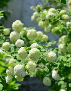 ​木绣球怎么修剪？木绣球修剪应该注意什么？