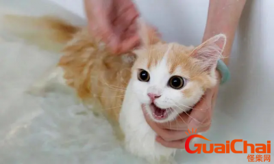 ​猫多长时间洗一次澡  猫咪应该多久洗一次澡