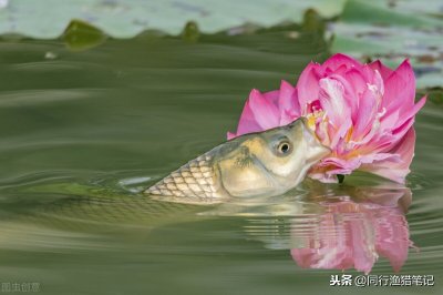 ​用什么钓草鱼最快？三个民间高手绝技，真是一山更比一山高