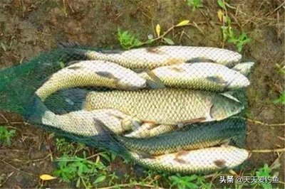 ​野河钓草鱼最好的方法？