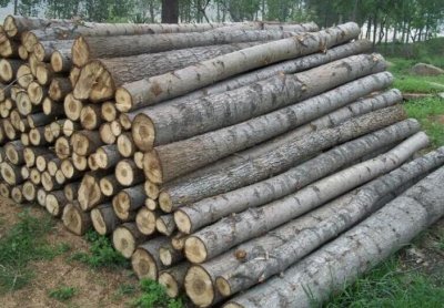 ​杨木的特点及好处  桐木细木工板和杨木细木工板哪个好