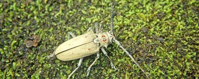​下过雨后出现的那种虫叫啥 下暴雨前出现的虫叫什么