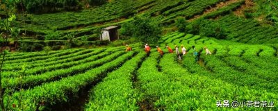 ​冰岛普洱茶为什么叫冰岛