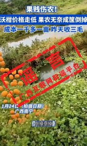 ​网传广西果农宁愿倒掉沃柑也不卖？官方回应：别信