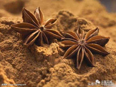 ​10月22日的生辰花是什么花 10月22日生辰花