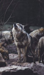 ​“狼狈为奸”中的狈，到底是什么生物？看完或许就有答案了