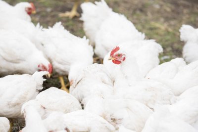 ​小鸡饲养注意事项 ，简单好记学习一下