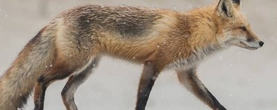 ​什么人不能献血小板减少 每个人都可以献血小板吗