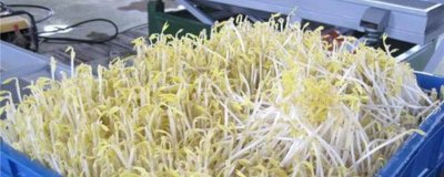 ​豆芽机怎么发豆芽的全部流程 家用豆芽机怎么发豆芽