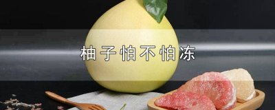 ​柚子怕不怕冻死呢 柚子怕冻么