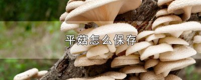 ​买回来的新鲜平菇怎么保存 卖平菇怎么保鲜